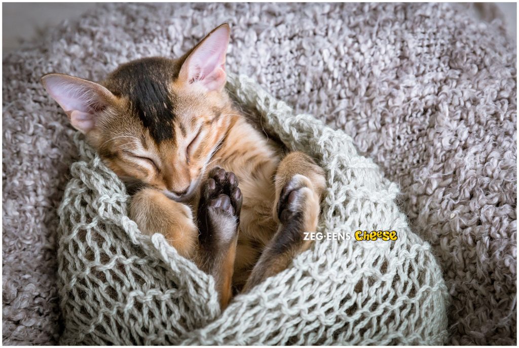 newborn kitten photoshoot