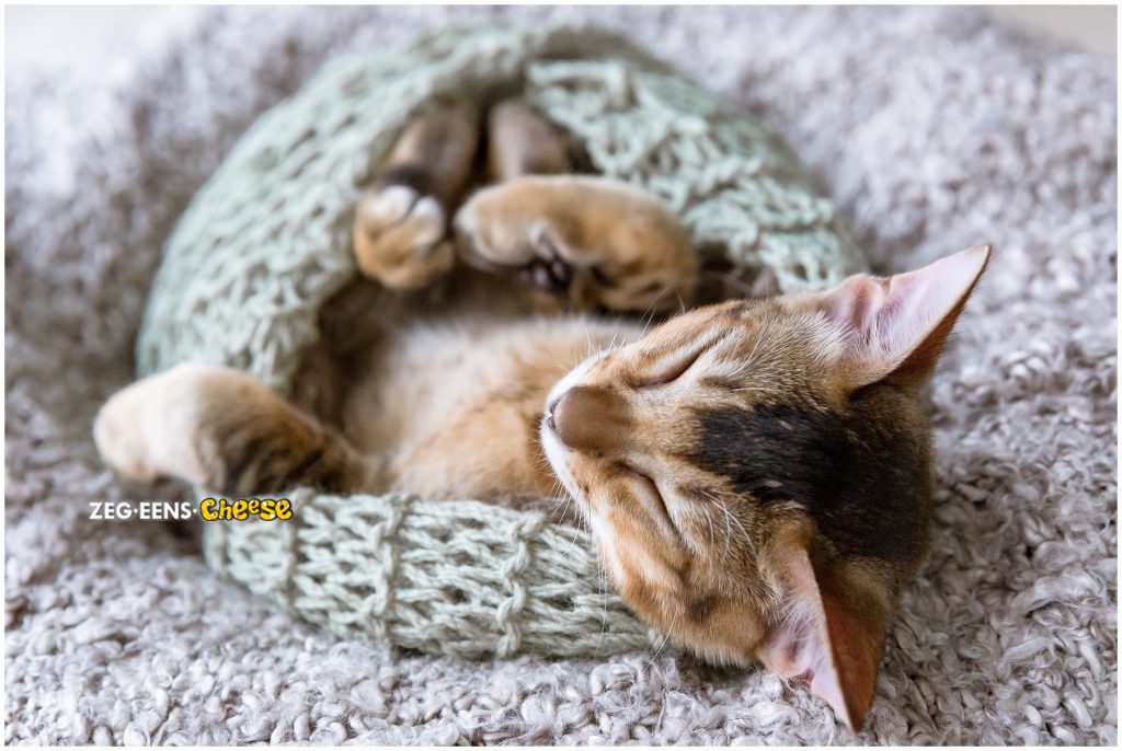 newborn kitten photoshoot