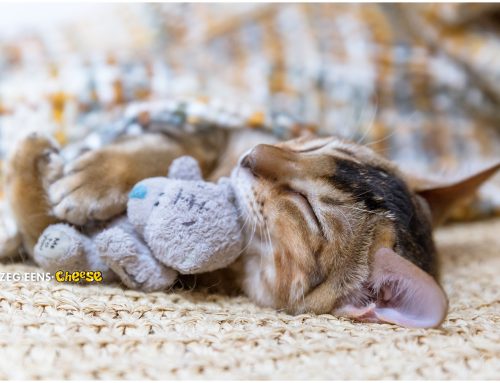 Cheetoh kitten newborn photoshoot