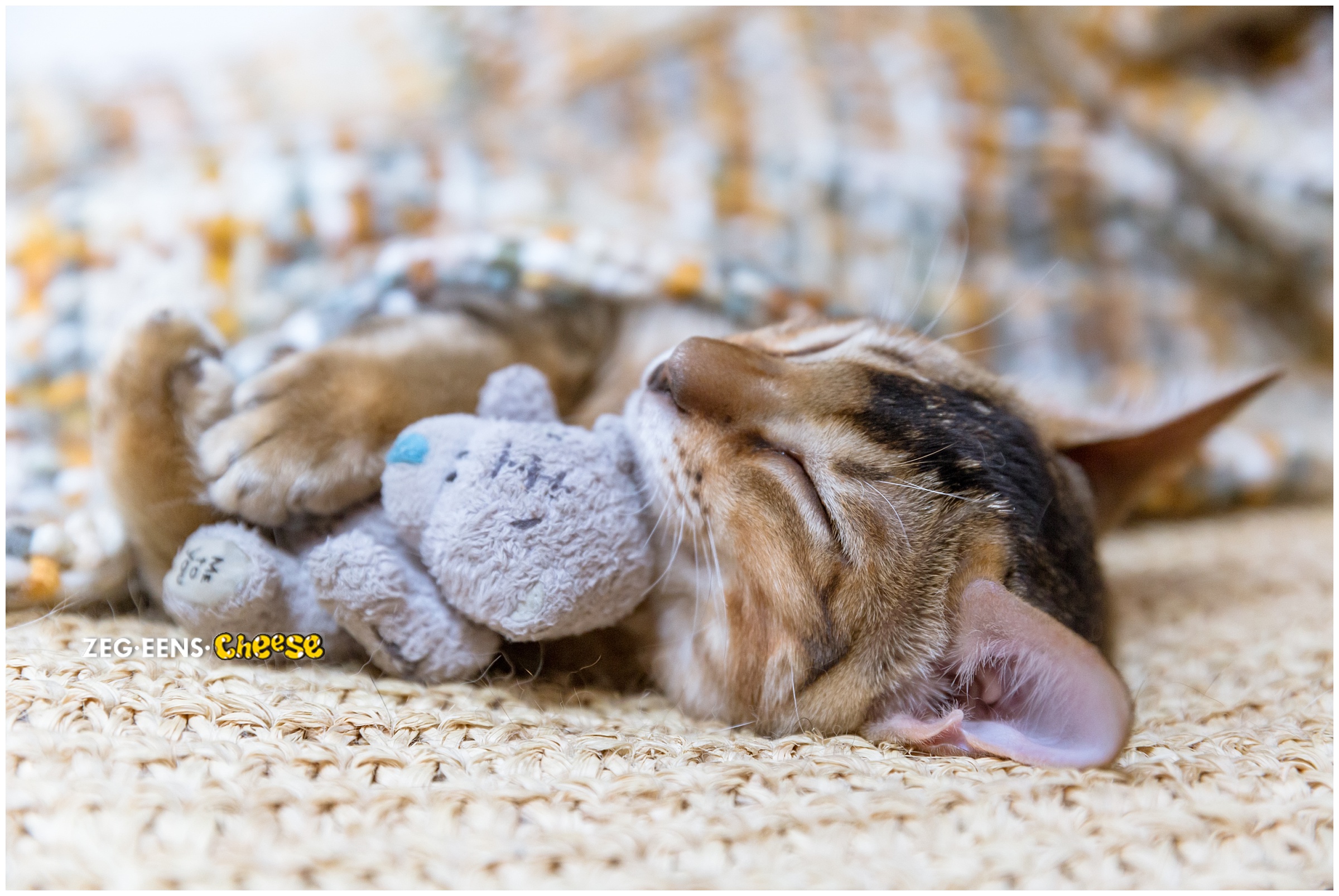 Cheetoh kitten newborn photoshoot