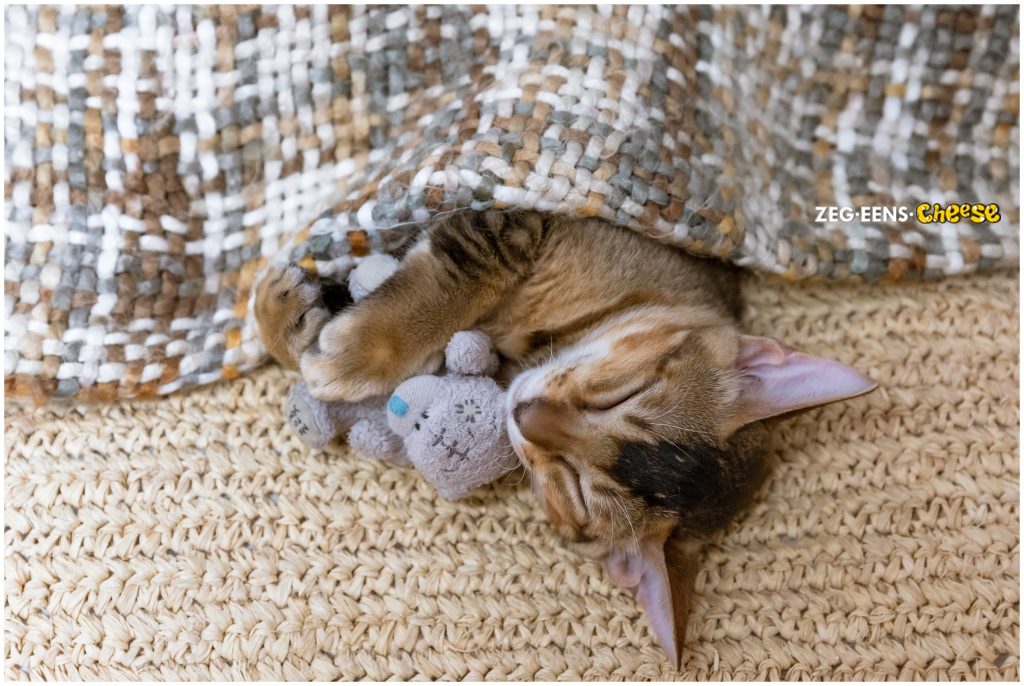 newborn kitten photoshoot