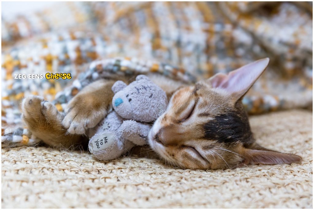 newborn kitten photoshoot