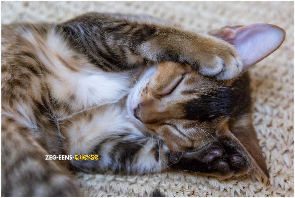 newborn kitten photoshoot