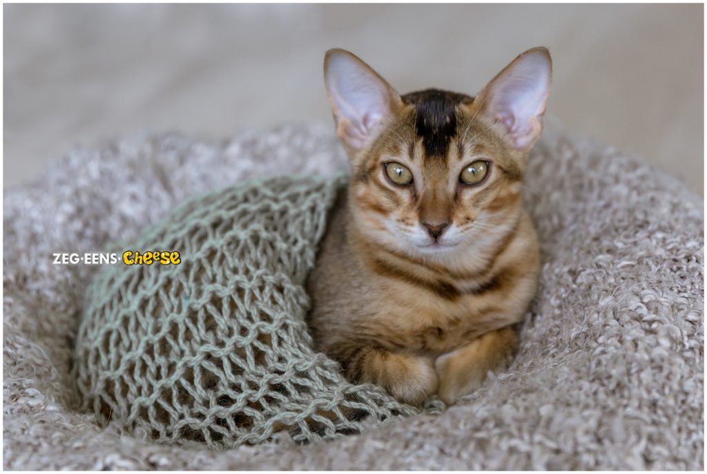 newborn kitten photoshoot