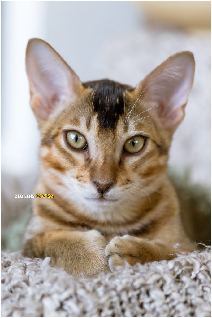 newborn kitten photoshoot