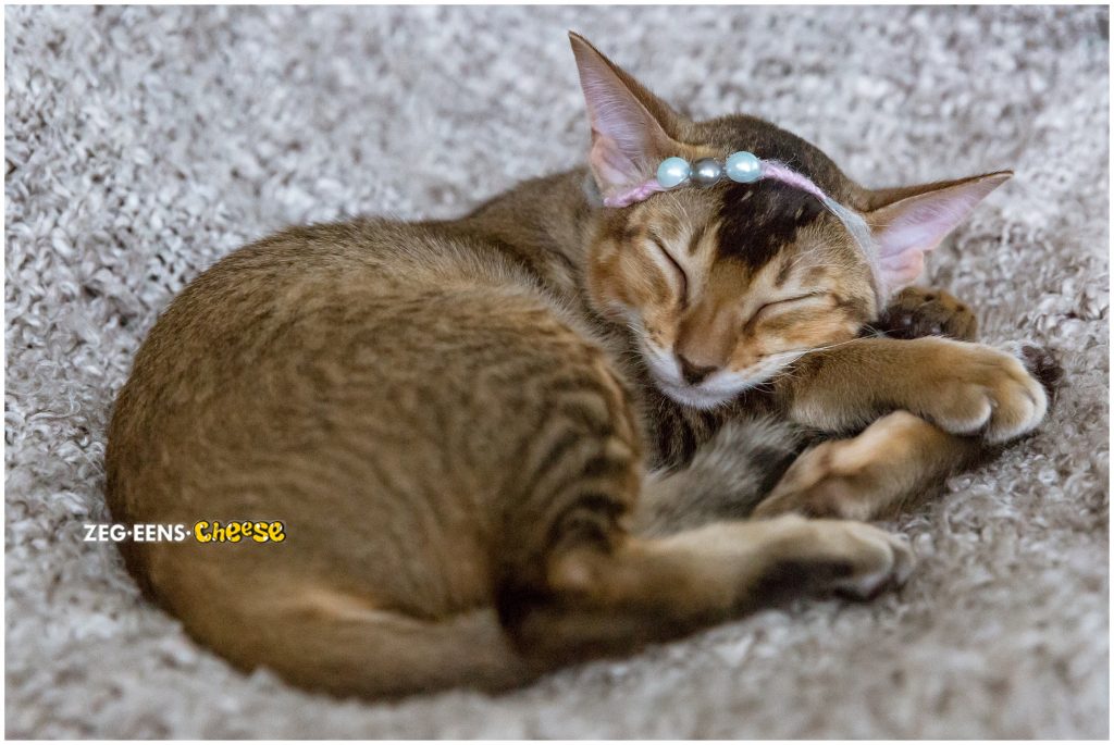 newborn kitten photoshoot