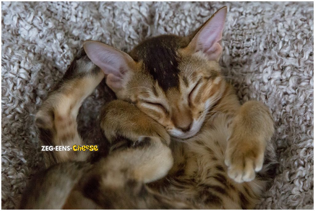 newborn kitten photoshoot