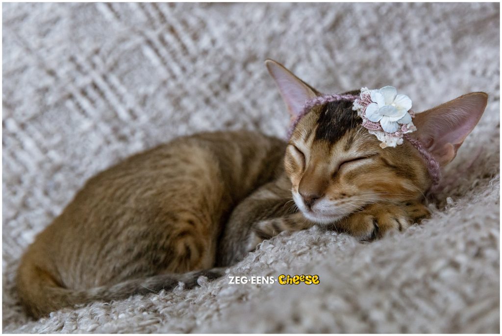 newborn kitten photoshoot