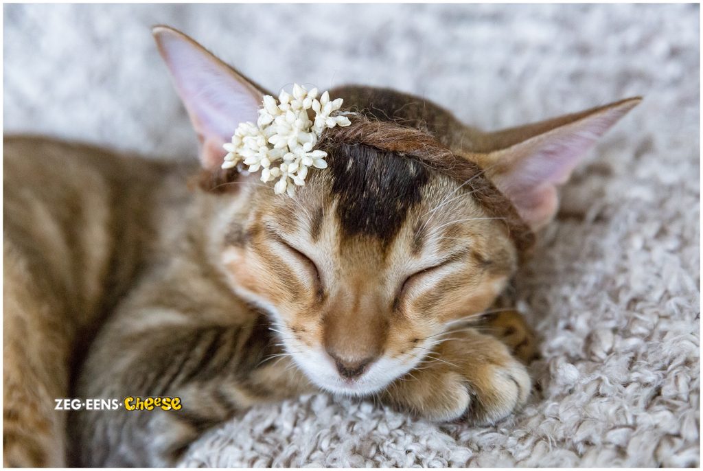 newborn kitten photoshoot