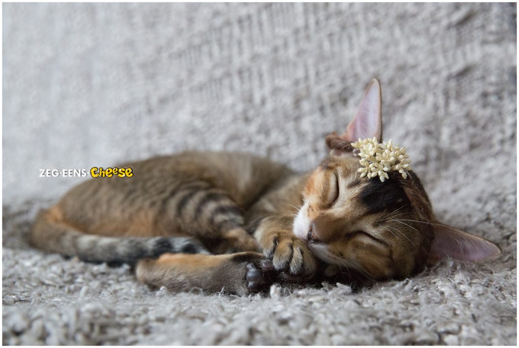 newborn kitten photoshoot