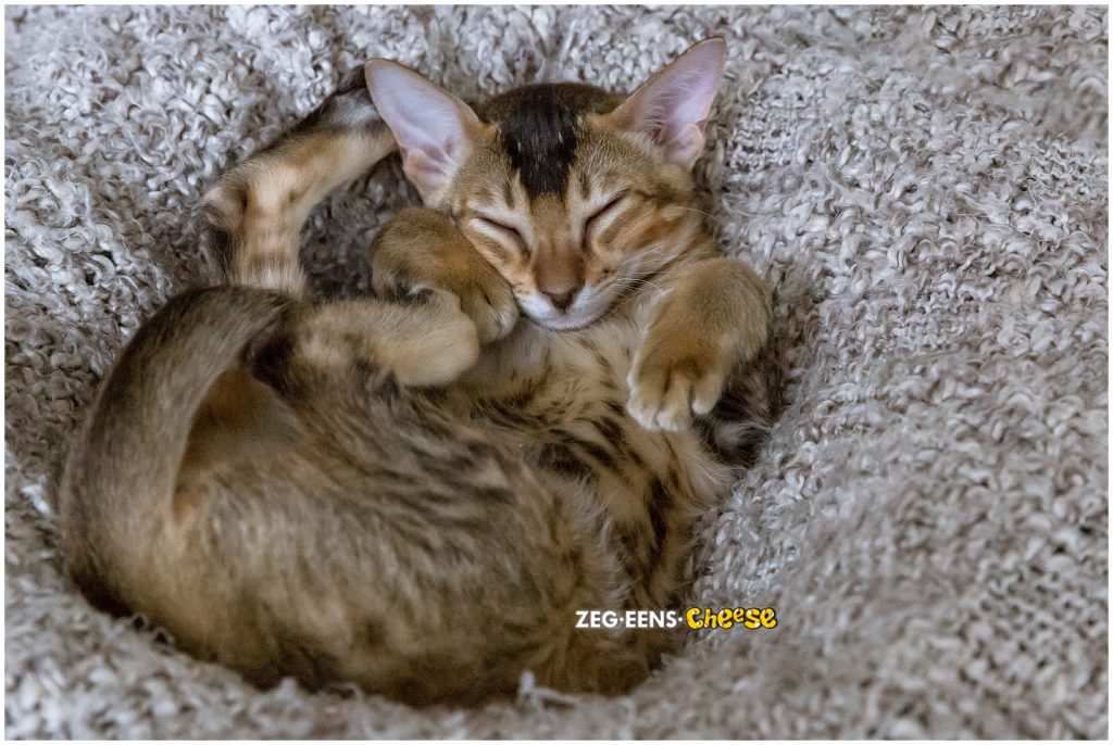 newborn kitten photoshoot