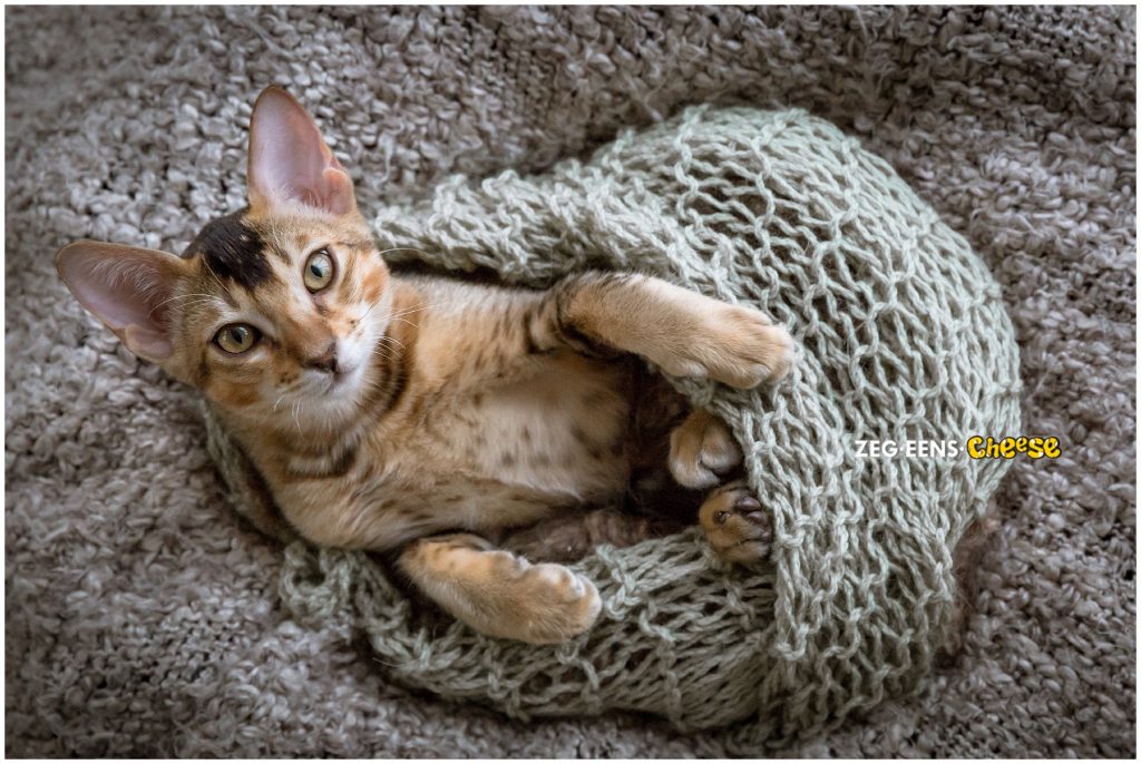 newborn kitten photoshoot