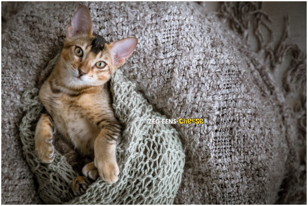 newborn kitten photoshoot